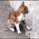 Illustration for article titled Shooting Challenge Pets Gallery 4
